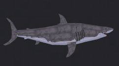 Megalodon Shark 1