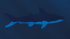 Megalodon [ReBuild] 0