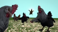 CS:GO NEW Chicken 1