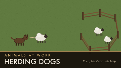Animals at Work &mdash; Herding Dogs